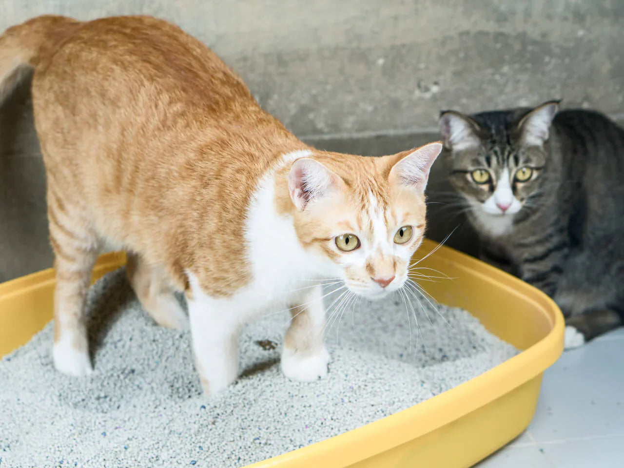 Why High-Quality Pet Food Is Worth Every Penny