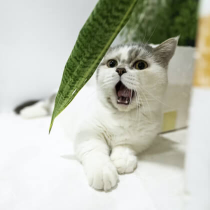 Do Pet Supplements Really Help? Absolutely—Here’s Why!