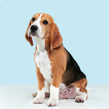 Pet Grooming at Home—Simple, Stress-Free Tips for Loving Care